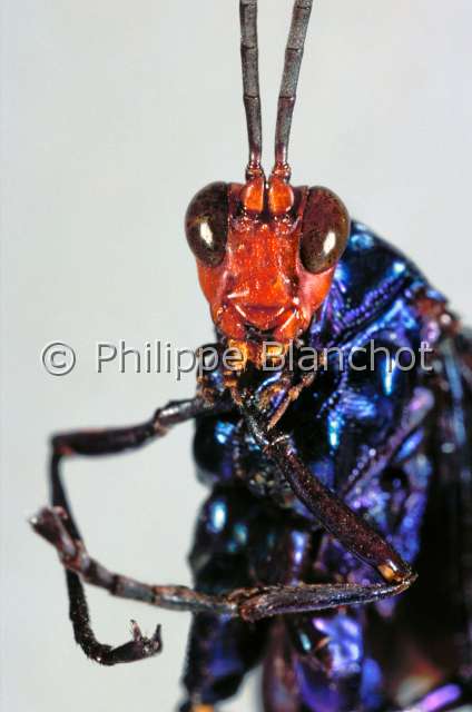 Cyanopelor magnificus.JPG - in "Portraits d'insectes" ed. SeuilCyanopelor magnificusIchneumonHymenopteraIchneumonidaeZaire